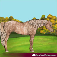 Horse Color:Gold Champagne Pearl Rabicano and Liver Chestnut Pearl Rabicano