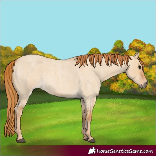 Horse Color:Unknown 