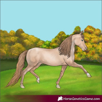 Horse Color:Gold Champagne Pearl Rabicano  and Gold Champagne Pearl Rabicano 