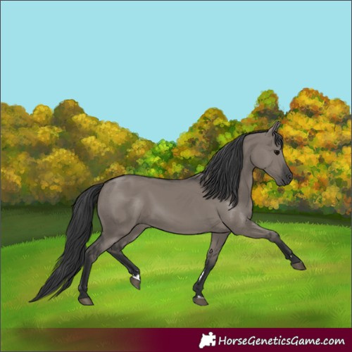 Horse Color:Grullo Rabicano 