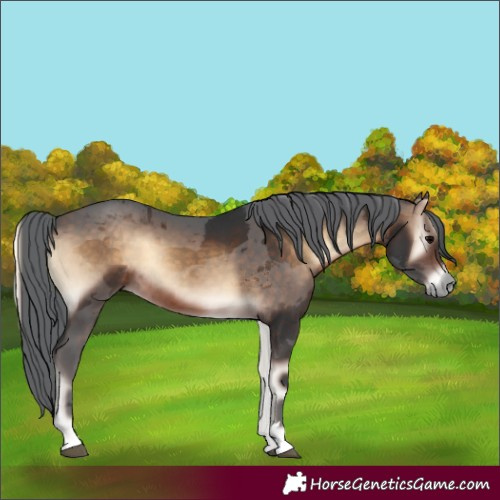 Horse Color:Bay Onyx Merle Rabicano 