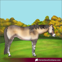 Horse Color:Buckskin Onyx Merle