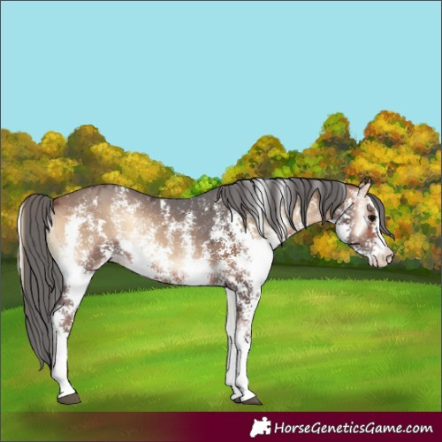 Horse Color:Bay Onyx Merle Sabino Rabicano