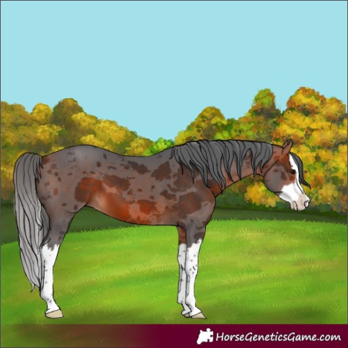 Horse Color:Bay Merle Splash 
