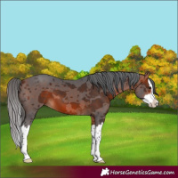 Horse Color:Bay Merle Splash