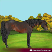 Horse Color:Brown Rabicano