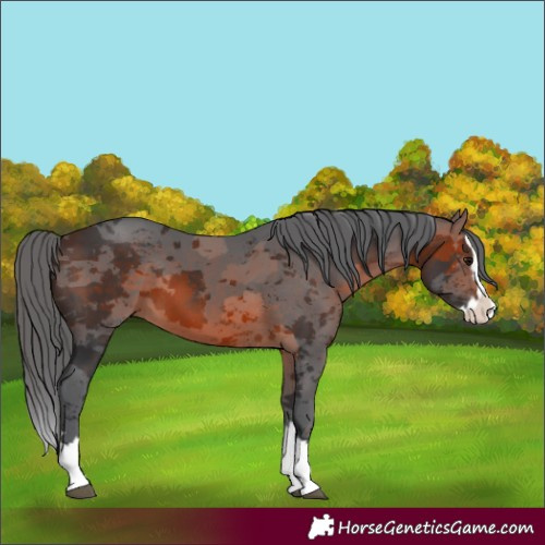 Horse Color:Brown Merle Splash