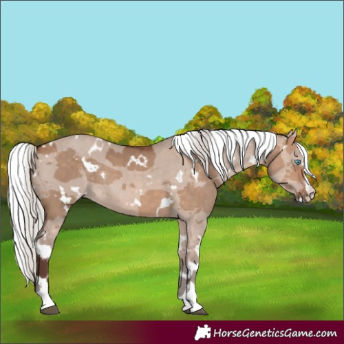 Horse Color:White Spotted Silver Bay Dun Merle Rabicano 