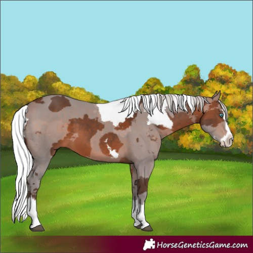 Horse Color:Silver Bay Merle Splash 