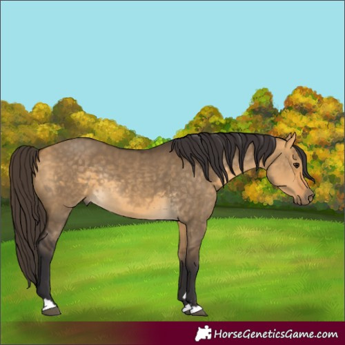 Horse Color:Buckskin Dun Rabicano 