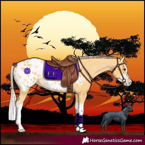 Horse Color:Palomino Splash Blanket 
