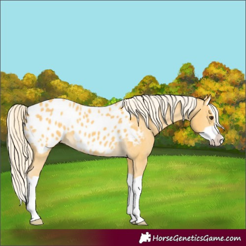Horse Color:Palomino Splash Appaloosa 