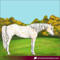 Horse Color:Palomino Splash Appaloosa 