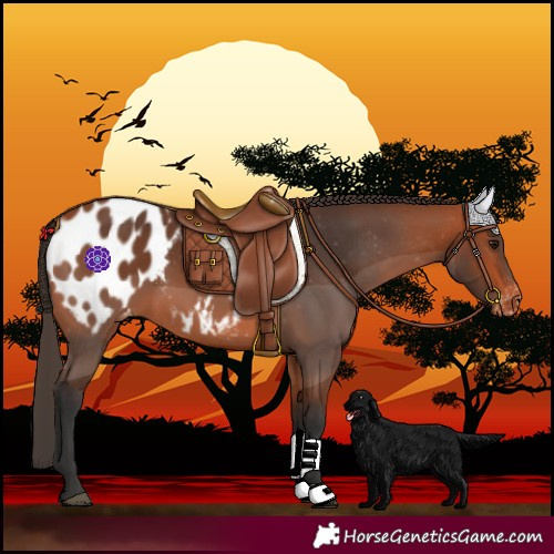 Horse Color:Bay Blanket 