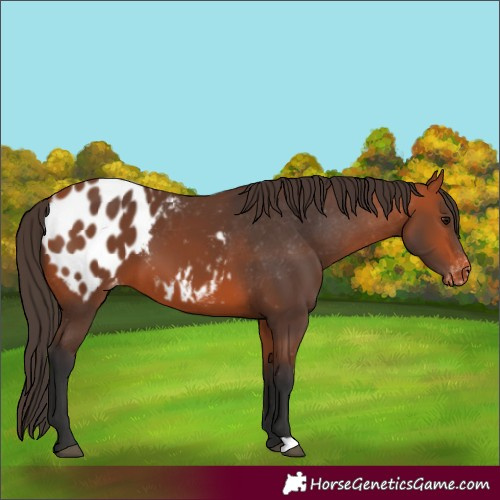 Horse Color:Bay Appaloosa 