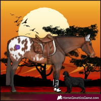 Horse Color:Bay Blanket 