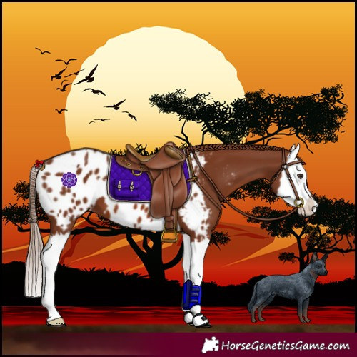 Horse Color:Chestnut Splash Near Leopard 