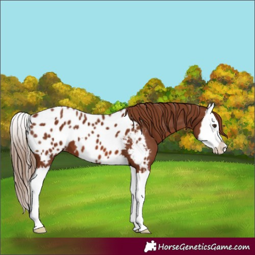Horse Color:Chestnut Splash Appaloosa 