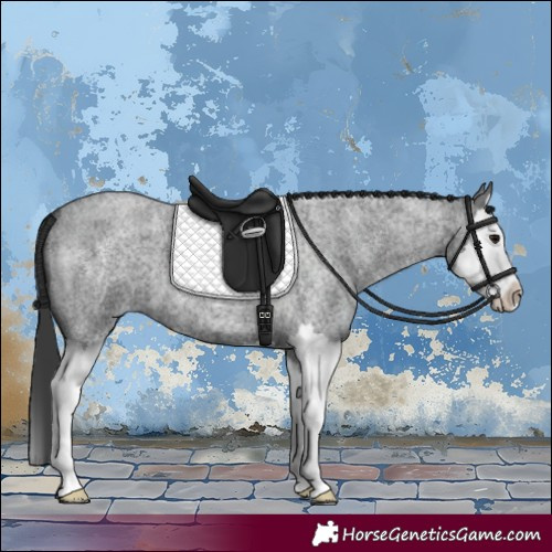 Horse Color:Blue Roan Splash 