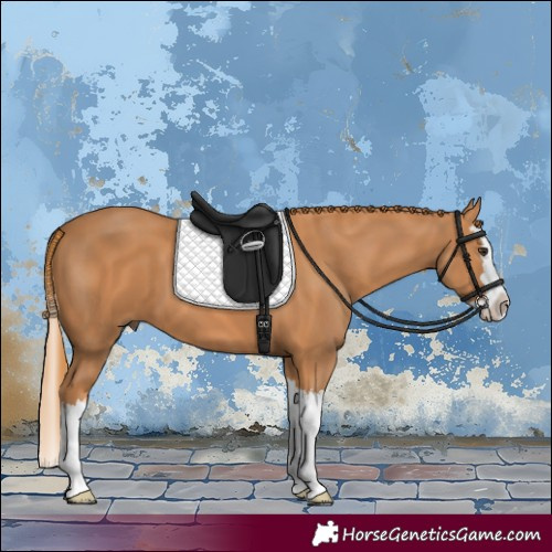 Horse Color:Chestnut Splash
