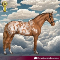 Horse Color:Chestnut Appaloosa 
