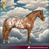 Horse Color:Chestnut Appaloosa 