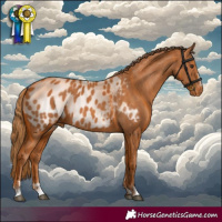 Horse Color:Chestnut Appaloosa