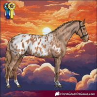 Horse Color:Chestnut Appaloosa