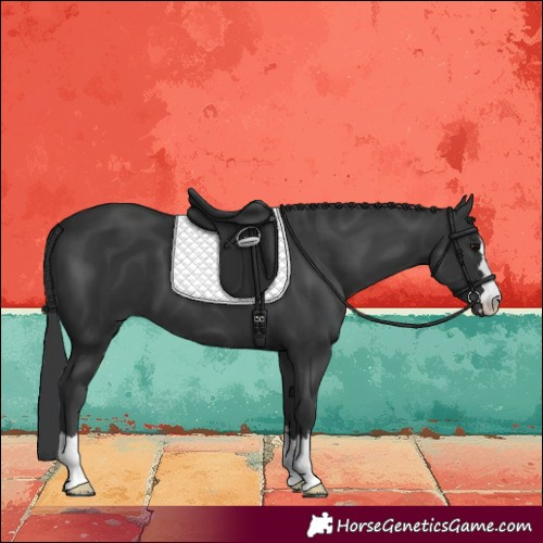 Horse Color:Black 
