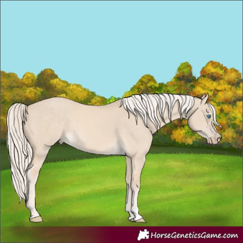 Horse Color:Cremello Dun 