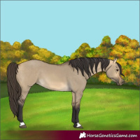 Horse Color:Buckskin Dun 