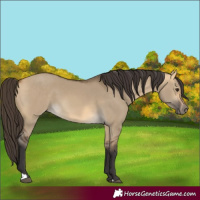 Horse Color:Buckskin Dun