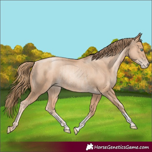 Horse Color:Gold Champagne Pearl Rabicano and Gold Champagne Pearl Rabicano