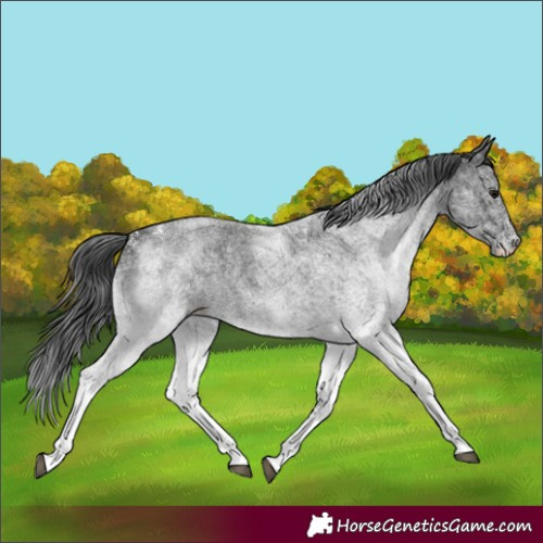 Horse Color:White Spotted Blue Roan 