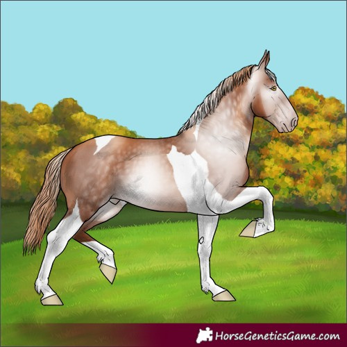 Horse Color:Gray Gold Champagne Tobiano 