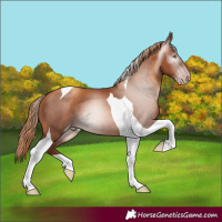 Horse Color:Gray Gold Champagne Tobiano
