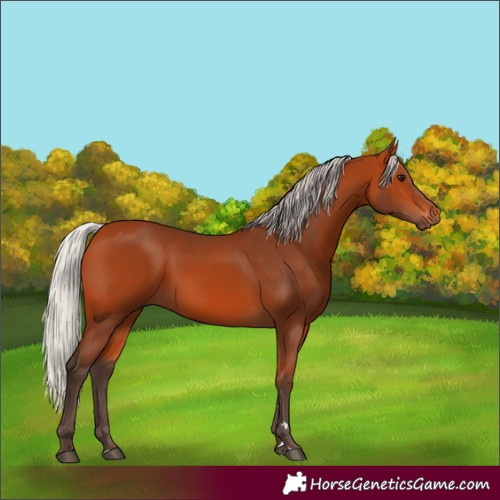 Horse Color:Silver Bay 