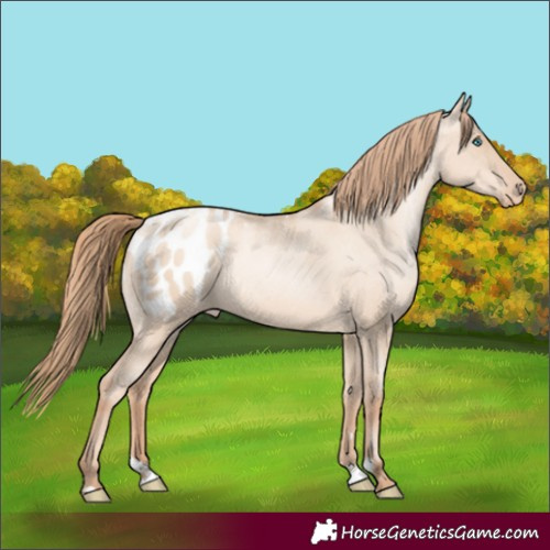 Horse Color:Gold Champagne Pearl Dun Appaloosa Rabicano  and Gold Champagne Pearl Dun Appaloosa Rabicano 