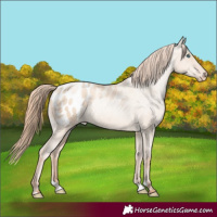 Horse Color:Gold Champagne Pearl Dun Blanket Rabicano and Gold Champagne Pearl Dun Blanket Rabicano