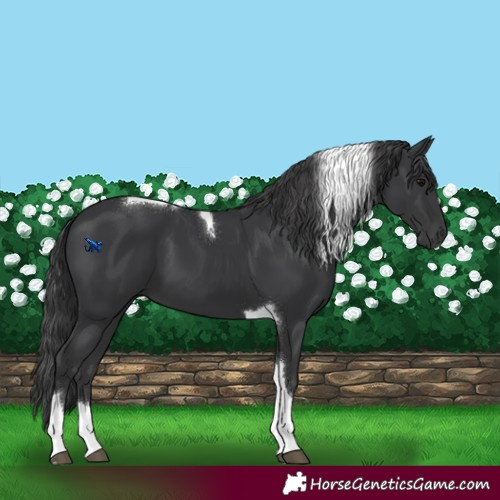 Horse Color:Black Tobiano 