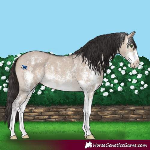 Horse Color:Brown Dun Sabino 
