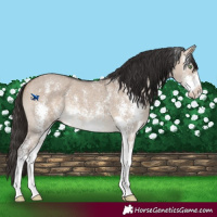 Horse Color:Brown Dun Sabino 