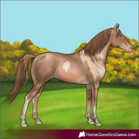 Horse Color:Gold Champagne Pearl Rabicano and Liver Chestnut Pearl Rabicano