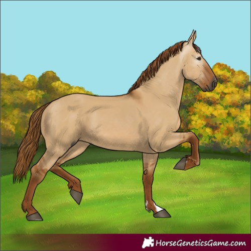 Horse Color:Gray Red Dun 