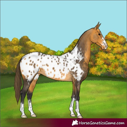 Horse Color:Buckskin Appaloosa 