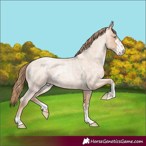 Horse Color:Gold Champagne Roan Pearl Rabicano and Gold Champagne Roan Pearl Rabicano