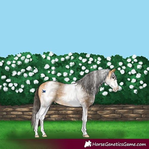 Horse Color:White Spotted Buckskin 