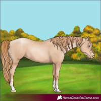 Horse Color:Gold Champagne Pearl Rabicano  and Gold Champagne Pearl 