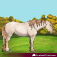 Horse Color:Gold Champagne Pearl Dun Rabicano  and Gold Champagne Pearl Dun Rabicano 