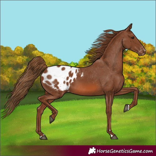 Horse Color:Chestnut Appaloosa